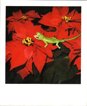 nobuyoshi araki polaeroid